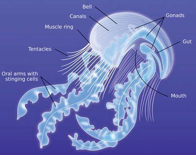 Anatomy Of A Jellyfish