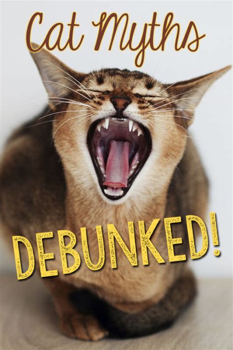 Cat Myths…Debunked! | eBay