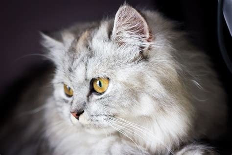 Breed Profile: The Persian Cat | Pet Protect