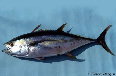 Thunnus albacares – Discover Fishes