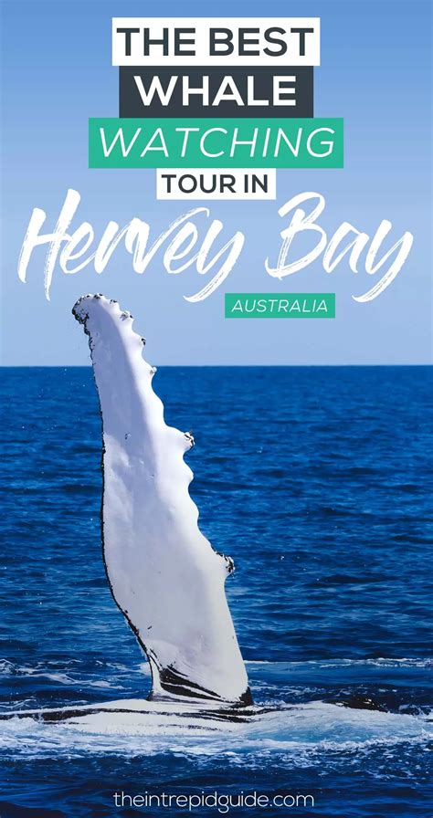 Best Whale Watching Tour in Hervey Bay - Everything You Need to Know