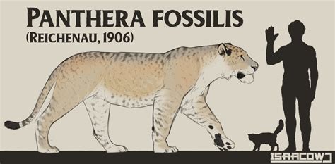 Panthera Fossilis: The Mosbach Lion Of Early/Mid-Pleistocene Europe. A ...