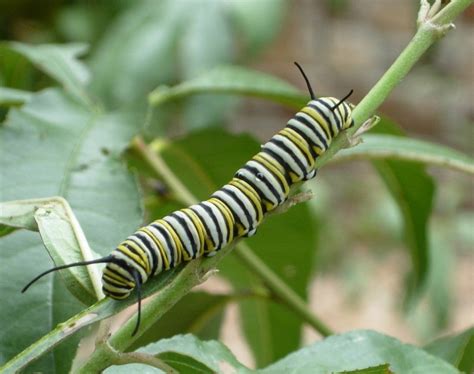 Caterpillar Quiz: How to Tell the Difference between Monarchs and ...