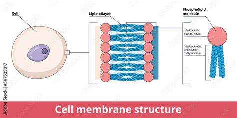 Cell membrane structure, that is represented by lipid bilayer and its phosphatidylcholine (a ...