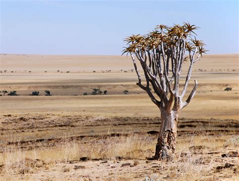 Fotos gratis : paisaje, árbol, desierto, planta, campo, pradera ...