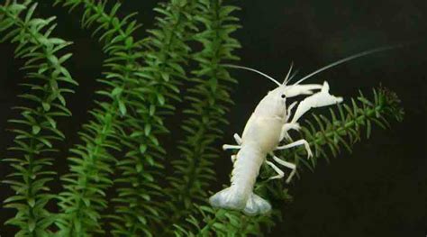 White Crayfish: The Complete Guide for White Specter Crayfish