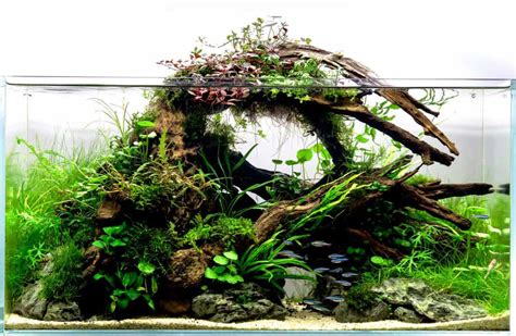 Aquarium driftwood | Aquariadise