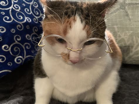 Calico cat reading glasses | Cats, Cat glasses, Cat reading