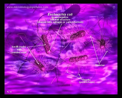 E coli under microscope 4x 232005