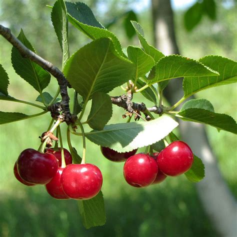 North Star Cherry Tree for Sale | Sourt Cherries - PlantingTree