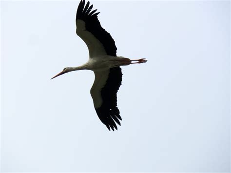 Ciconiidae Storks - Adelaide Ornithologists' Club