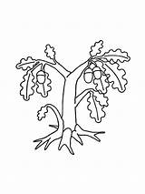 Oak Tree With Leaves And Acorns coloring Page  Download Print Or sketch template