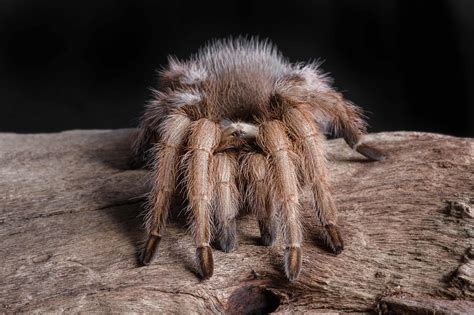 The Annual Tarantula Migration Is Starting In Colorado - A-Z Animals