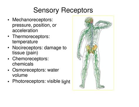 Sensory Systems . - ppt download