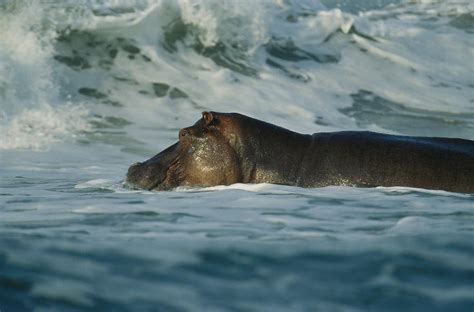 A Hippopotamus Swimming In The Atlantic Photograph by Michael Nichols