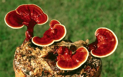 Reishi - Reishi Mushroom Extract - Potential Health Benefits