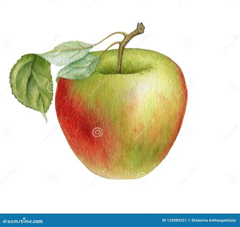 Watercolor drawing apple stock illustration. Illustration of green ...