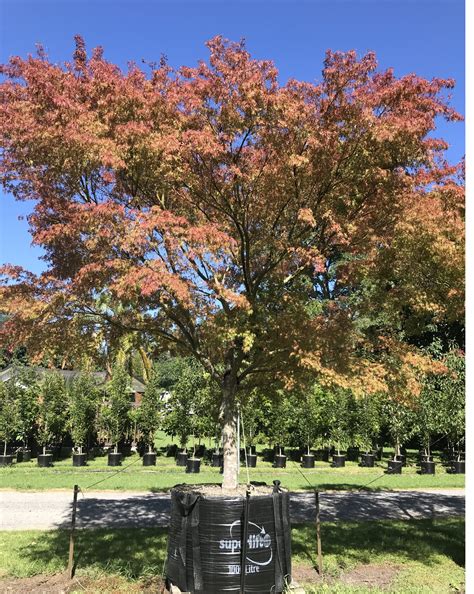 Acer palmatum dissectum Seiryu - Japanese lace leaf maple - Tauranga Tree Co