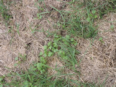 Can tillage radishes rejuvenate poor soil and pastures?