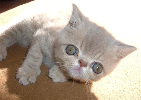 Baby Exotic Shorthair Kittens Cutest, Cats And Kittens, Cute Cats ...