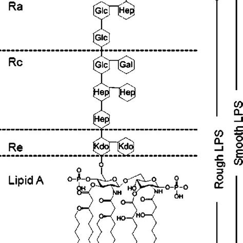 Schematic of the basic structure of lipopolysaccharide. LPS consists of... | Download Scientific ...