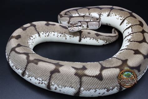 Zebra Bee Ball Python by SaarLorLux-ballpythons - MorphMarket