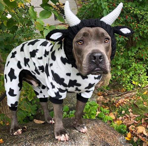 Mom? Why u do dis? | Dog halloween costumes, Dog halloween, Pitbull terrier