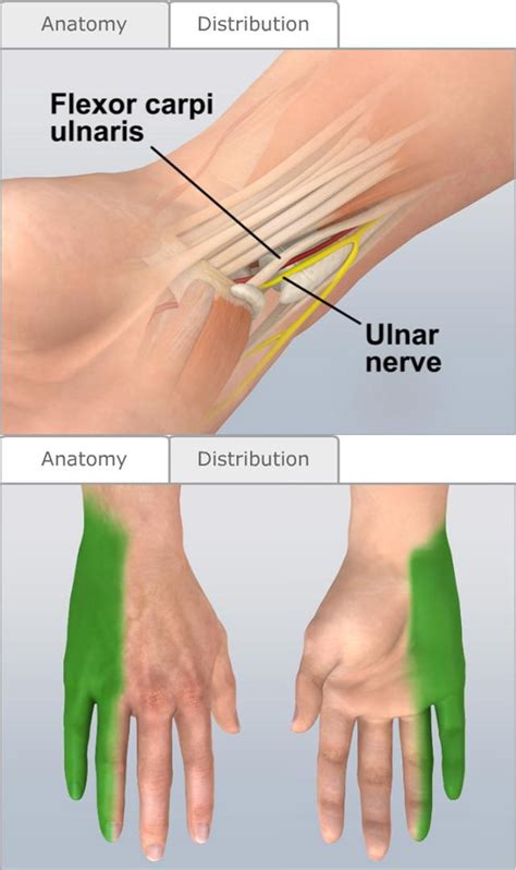 Nerve Blocks of the Upper Extremities - Procedures CONSULT JAPAN