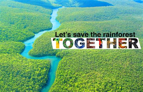 Pin on Save the rainforest