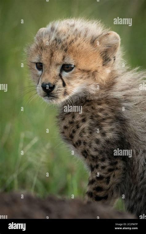 Close-up of cheetah cub sitting in grass Stock Photo - Alamy