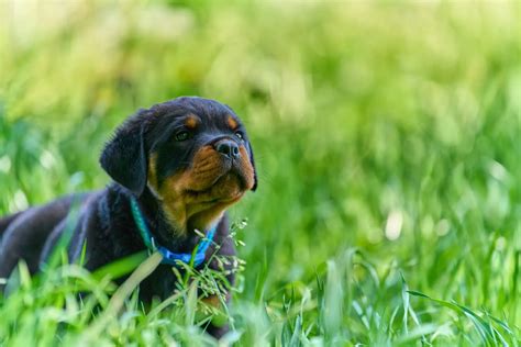 Best Rottweiler Names - 101 Quirky & Fun Names - Paw Planning