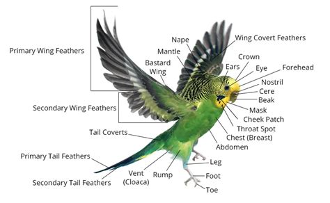 Budgie Anatomy [All Body Parts] +PHOTOS