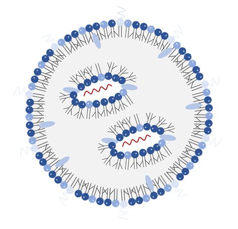 Efficient mRNA delivery by branched lipids | Asia Research News