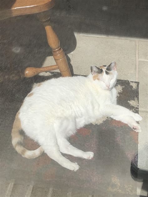 My cat is an absolute unit! Sorry for low quality I had to take this through a glass door. : r ...