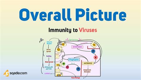 Immunity to Viruses - Overall Picture