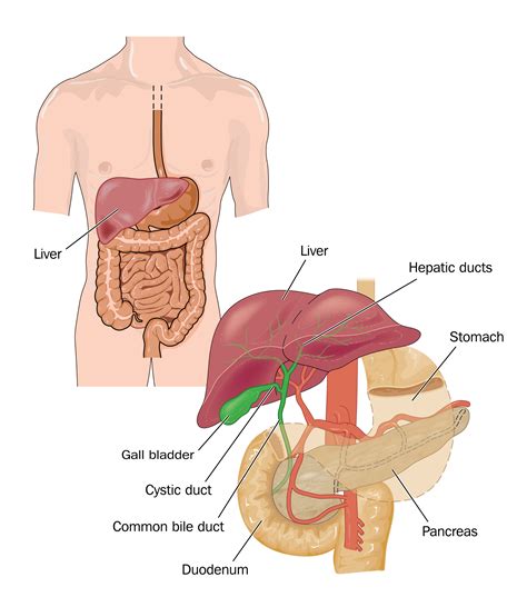 Pancreas Disease - Jackson Siegelbaum Gastroenterology