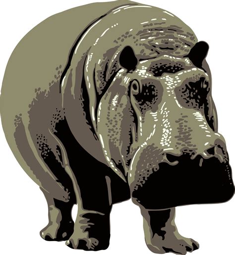 Gray standing Hippopotamus Vector Clipart image - Free stock photo ...