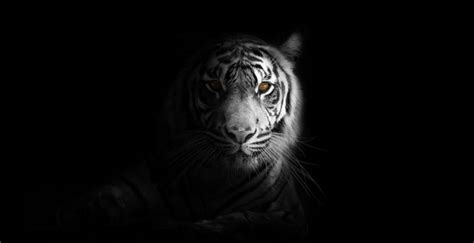 Download 2880x1800 wallpaper portrait, minimal, white tiger, dark, mac ...