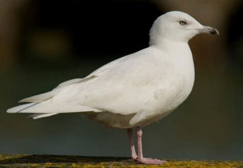 30 Types of Seagulls: A Fascinating Look at Their Diversity