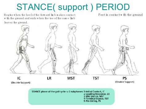 Normal Gait Cycle