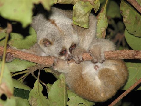 Bengal Slow Loris: The Fiery-Eyed Wonder of the Night | RoundGlass | Sustain