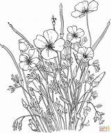 Golden Poppy Or California coloring Page  Free Printable sketch template