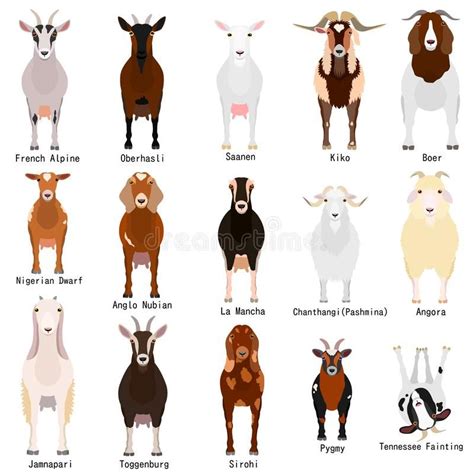 Goat Breeds Chart | Illustrated Vector