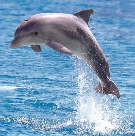 Baby Dolphin's Busy Day - Children learn with Baby Dolphin as his mommy ...