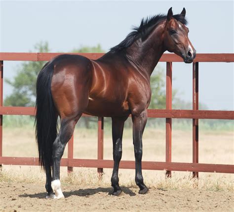 What is a Colt Horse? (with pictures)