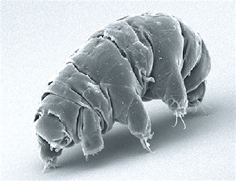 Microscopic animals glow in the dark to survive radiation