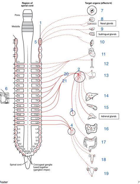 sympathetic nervous system Diagram | Quizlet