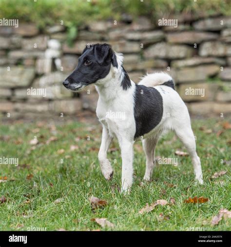 fox terrier smooth Stock Photo - Alamy