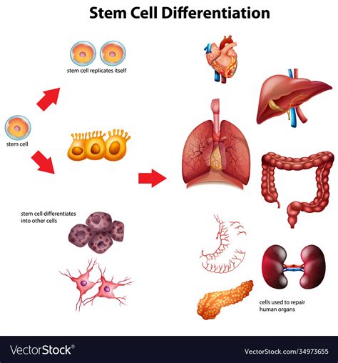 Differentiation Clipart Heart