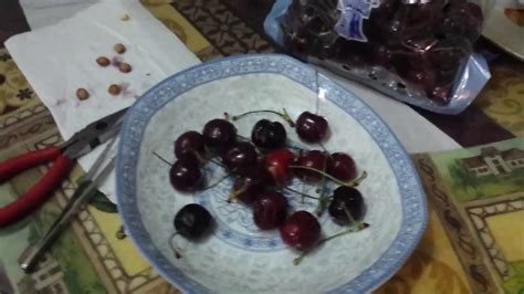 07 01 2017 How to germinate Cherry tree from seed - YouTube